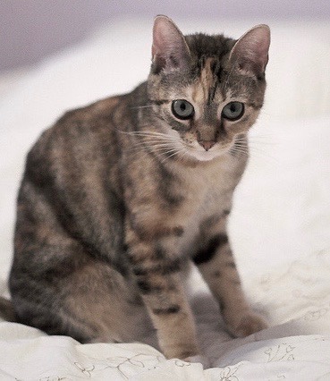 The cat called Wispa